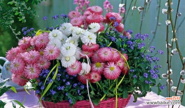 以花为媒 花开友情，绽放真情