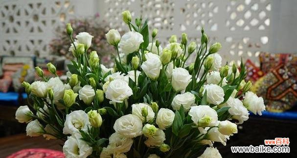 拥抱忧伤的美丽 代表忧伤的花和花语