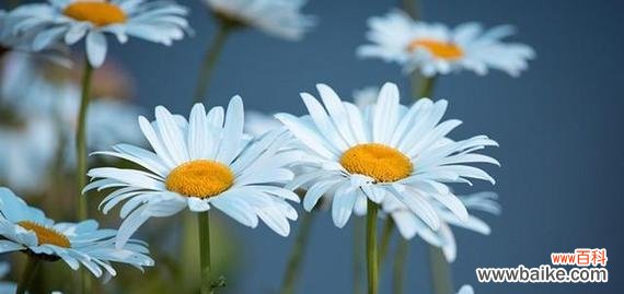 拥抱忧伤的美丽 代表忧伤的花和花语