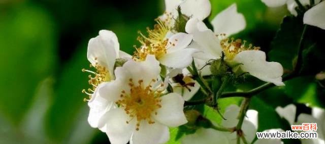 拥抱忧伤的美丽 代表忧伤的花和花语