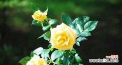 以花为语 友情花语