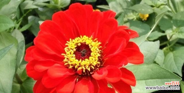 传递友谊的美丽之花——百合花 友情之花