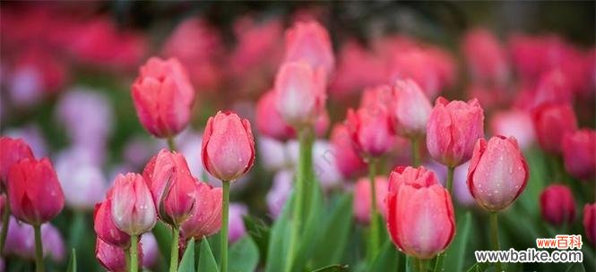 传递友谊的美丽之花——百合花 友情之花