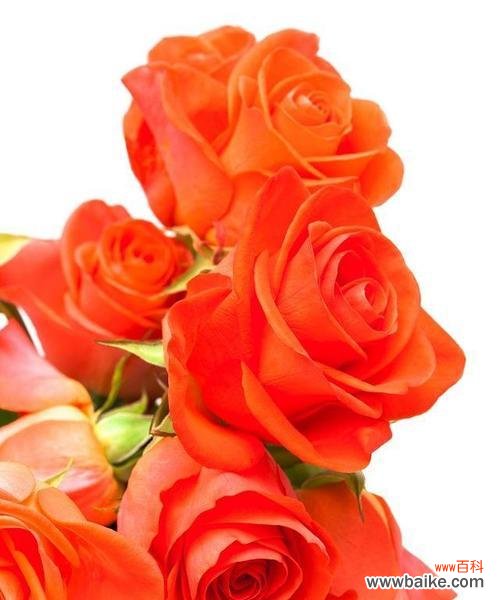 传递友谊的美丽之花——百合花 友情之花