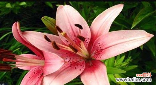 探寻友情之花的深刻内涵与意义 友情之花