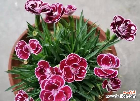 探寻友情之花的深刻内涵与意义 友情之花