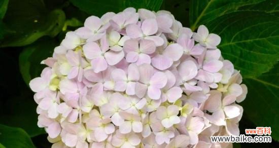 以花花为主题 花花演绎真挚友情