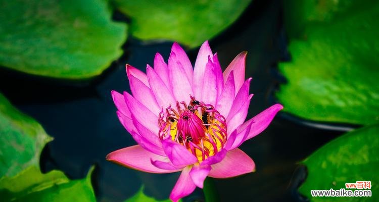 以花花为主题 花花演绎真挚友情