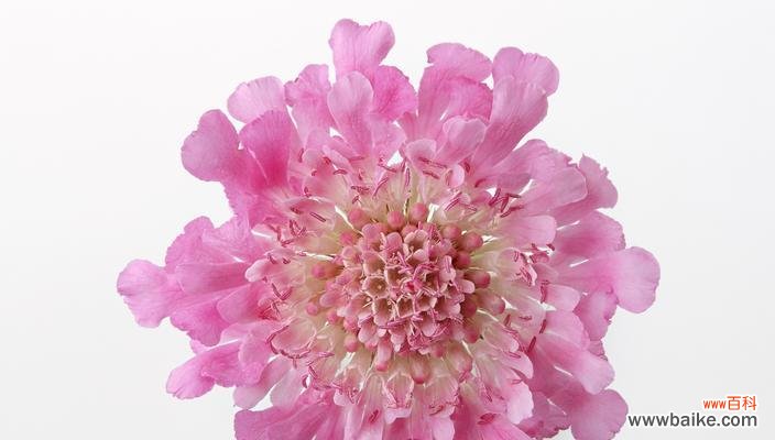 探索友谊之花的意义和象征 友谊之花