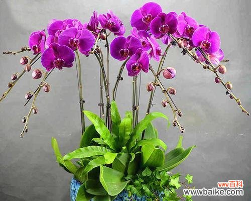 探索友谊之花的意义和象征 友谊之花