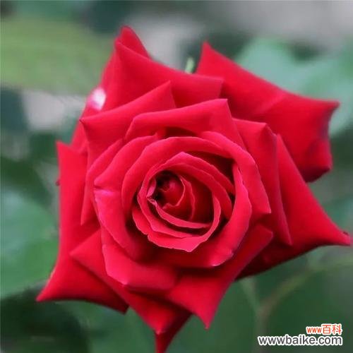 以花朵代表友谊 友谊之花的象征