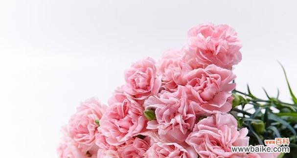 以花朵代表友谊 友谊之花的象征