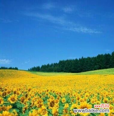 哪种花象征光明与幸福?