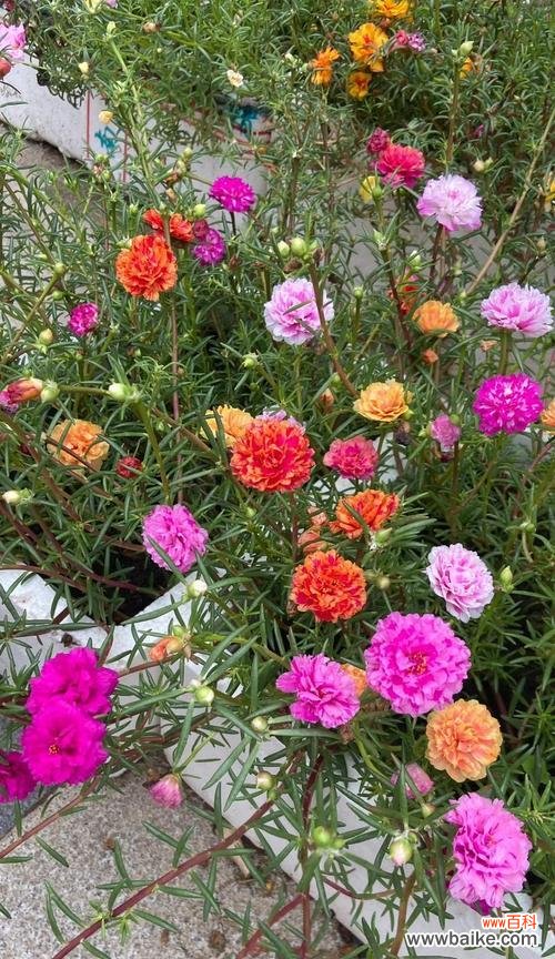 哪种花象征光明与幸福?