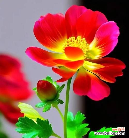 哪种花象征光明与幸福?