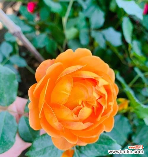 浪漫花卉有哪些?它们的寓意和象征是什么?