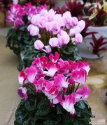 哪种花象征着健康和快乐？