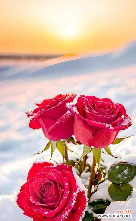 哪种花象征着爱情和思念？它们的寓意是什么？