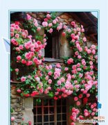 紫色龙骨花寓意和象征是什么？