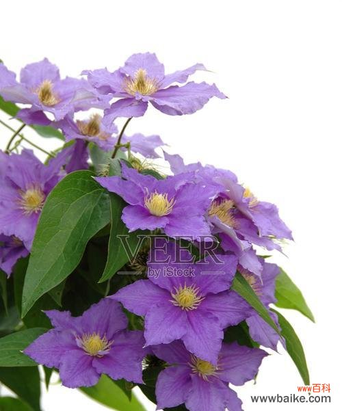 白色与紫色搭配的花有何寓意？白色和紫色花的象征意义是什么？