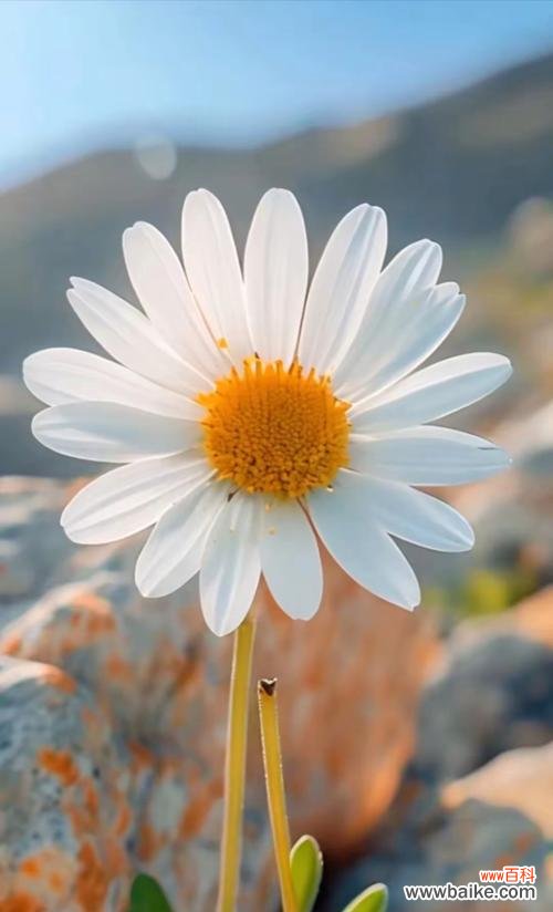 哪种花寓意快乐和勇敢？