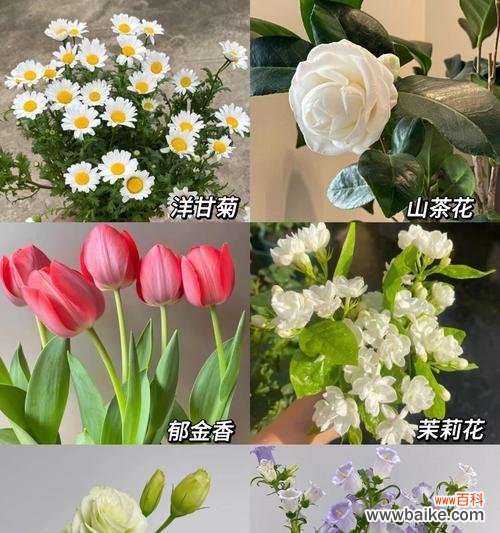 哪种花寓意快乐和勇敢？