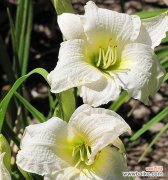 哪种花寓意快乐和勇敢？