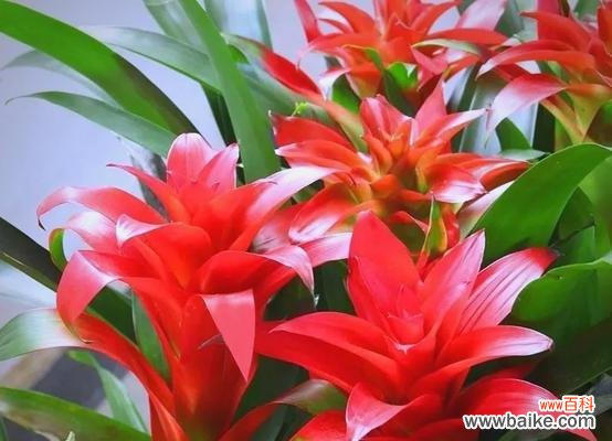 寓意好运的花有啥花？哪些花卉象征着好运？