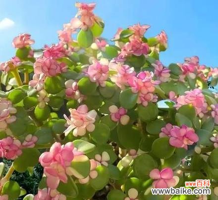 寓意好运的花有啥花？哪些花卉象征着好运？