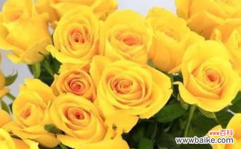 黄玫瑰的特殊寓意与传达情感的方式 送黄玫瑰的含义及象征