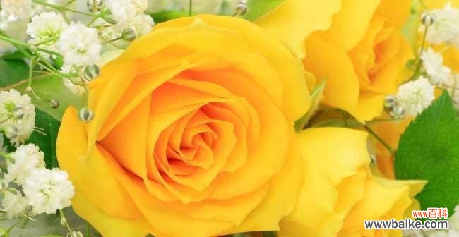黄玫瑰传达的情感和寓意 送黄玫瑰的含义与象征