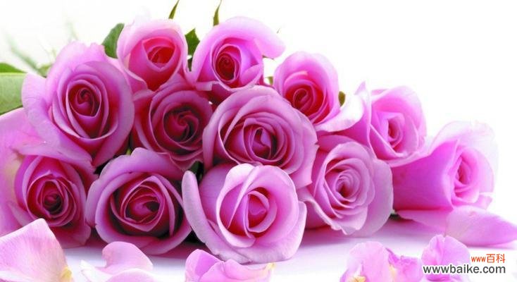 深入了解粉色玫瑰代表的含义和情感表达方式 送粉色玫瑰的象征意义和传达的情感