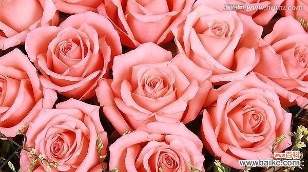深入了解粉色玫瑰代表的含义和情感表达方式 送粉色玫瑰的象征意义和传达的情感