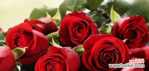 红玫瑰——爱情与热情的化身 红玫瑰的象征意义及文化传承