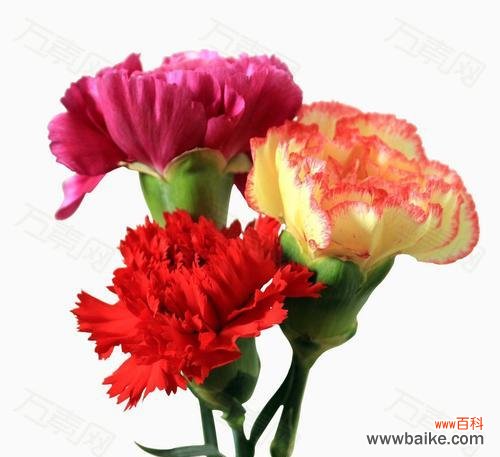 闺蜜之间的真挚情谊 康乃馨花语代表什么