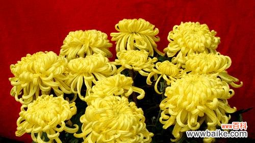 探寻菊花文化的深层内涵与表达方式 菊花的象征意义及送菊花的文化传统