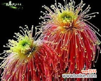 探寻菊花文化的深层内涵与表达方式 菊花的象征意义及送菊花的文化传统