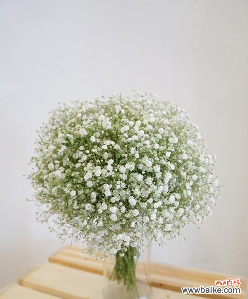 爱与思念之花——满天星的象征意义 以送满天星代表的意义