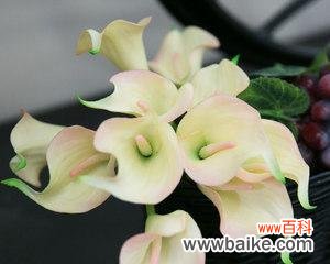 马蹄莲花的祝福与美丽 马蹄莲花的象征意义