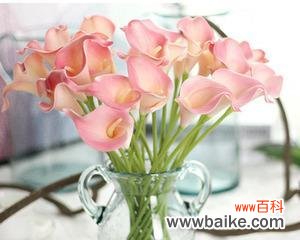 马蹄莲花的祝福与美丽 马蹄莲花的象征意义