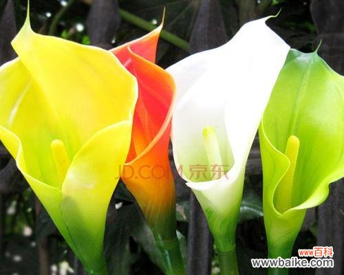 马蹄莲花的祝福与美丽 马蹄莲花的象征意义