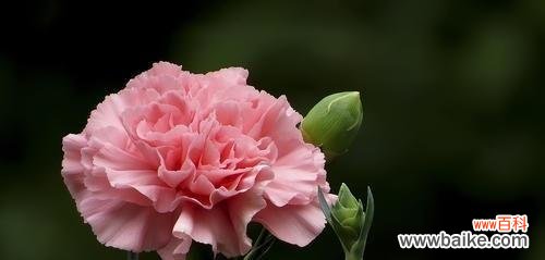 感恩、赞美、希望与祝福，康乃馨传递的美好情感 康乃馨花语与寓意