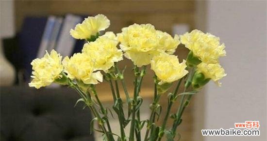 感恩、赞美、希望与祝福，康乃馨传递的美好情感 康乃馨花语与寓意