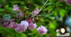 以花语为纽带 友谊之花