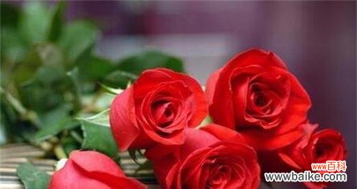 探寻友谊之花的种类和象征意义 友谊之花