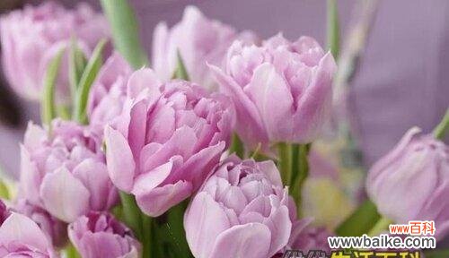 探寻代表友谊长存的花朵之美 花朵与友谊的永恒