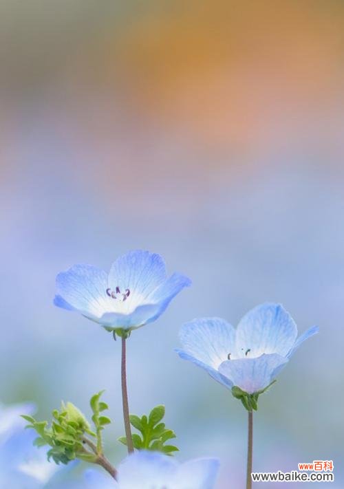 追寻自我价值的灵感之源 以自负自恋尊敬的花为主题的探索