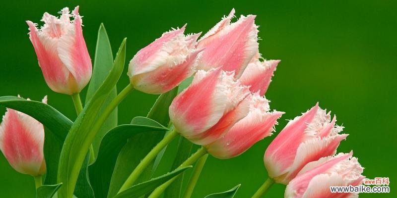 追寻自我价值的灵感之源 以自负自恋尊敬的花为主题的探索