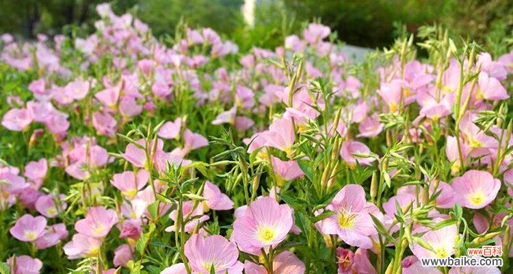 用待霄草花语诠释生命的力量与希望 待霄草花语