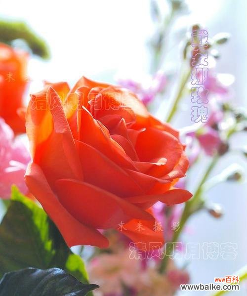 探寻戴安娜玫瑰花语的深层含义 戴安娜玫瑰的花语